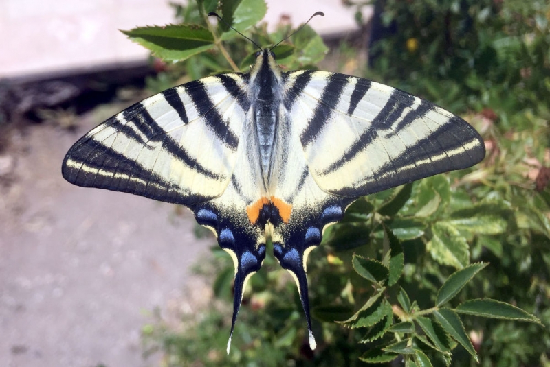 Zebra çatal kuyruklu kelebek, Sivas'ta görüntülendi