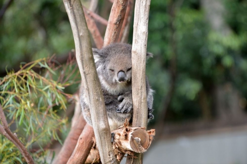 Koala neslini tükenmekten kurtaracak yeni sağlıklı türler bulundu