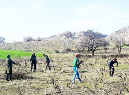 Bağ budama dönemi başladı