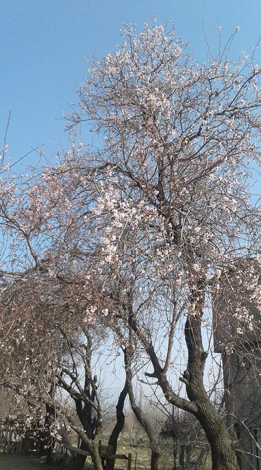 Bahar gelmeden badem ağaçları çiçek açtı