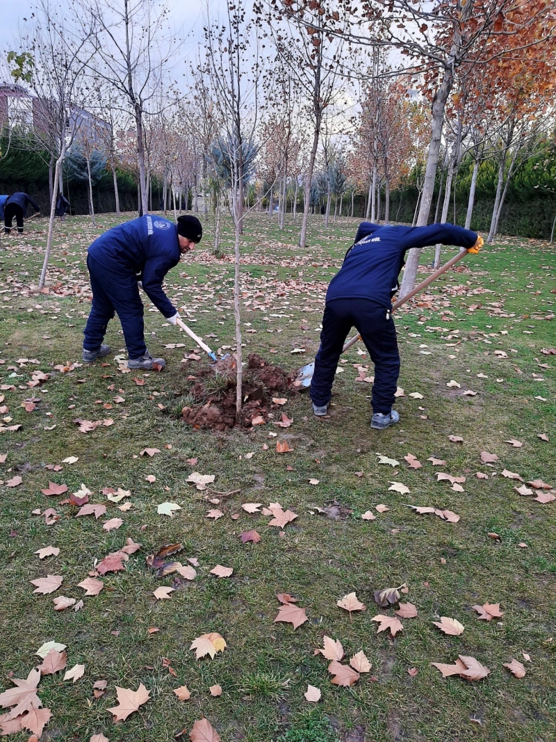 Belediye parklarda fidan dikimine devam ediyor