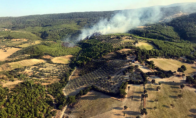 Bergama'da orman yangını