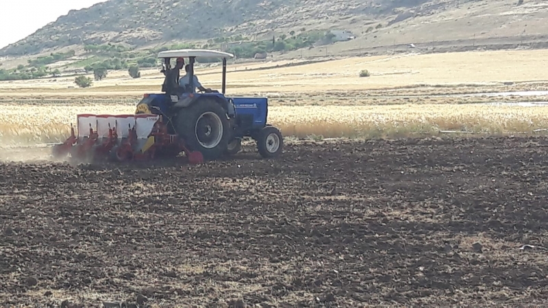 Buğday hasadı bitti, sıra mısırda