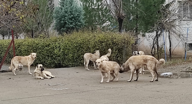 Çete gibi dolaşan köpekler korkutuyor