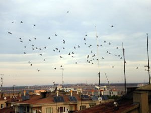 Diyarbakır'da kırlangıç şovu