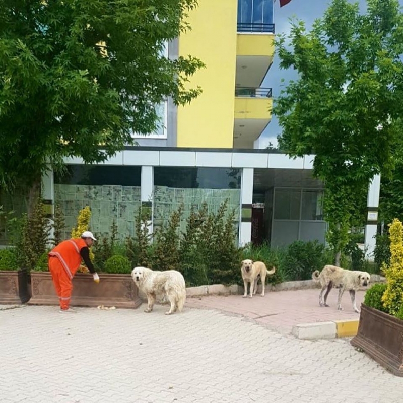 Ergani Belediyesi Sokak hayvanlarını unutmadı