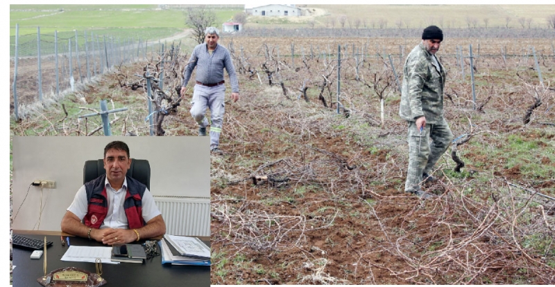 Ergani’de bağcılığa hibe desteği