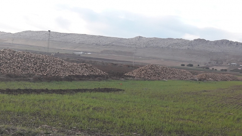 Ergani’de Binlerce ton pancar tarlada kaldı!