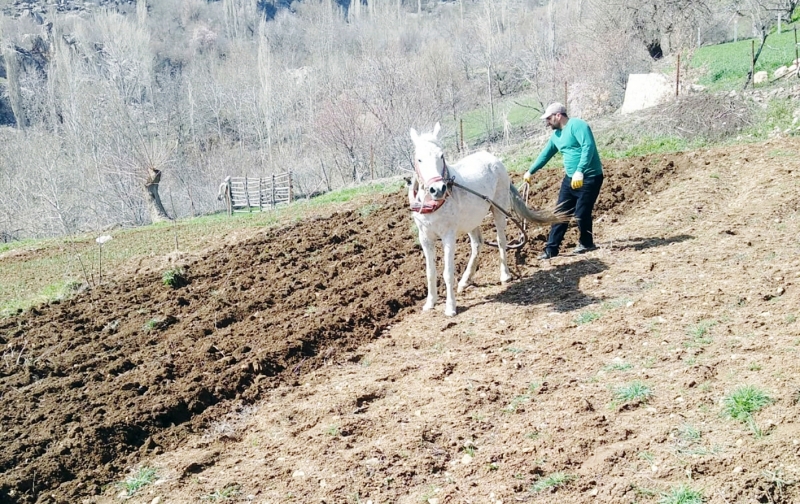 Ergani’de Çiftçiler Halen Saban Ve At İle Tarla Sürüyor