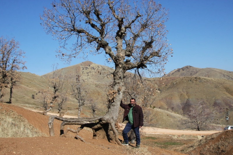 Ergani’de Doğanın Büyüsü Yürüyen Ağaçlar