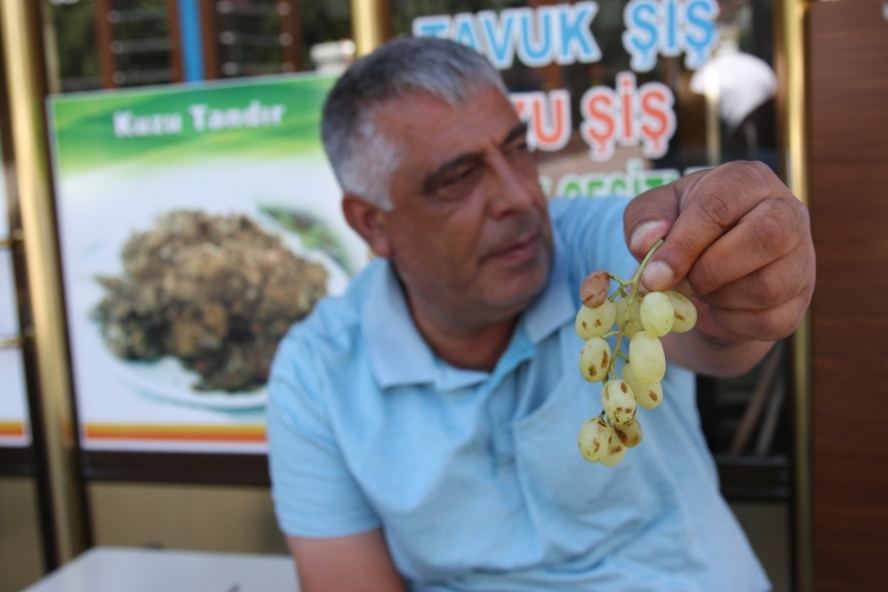 Ergani'de üzüm hasadı başladı