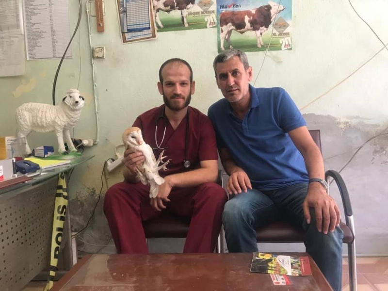 Ergani’de Yaralı bulunan peçeli baykuş tedaviye alındı
