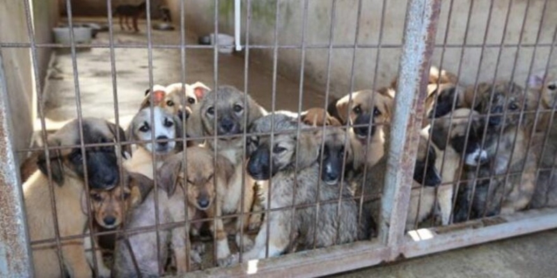 Ergani’de yavru köpekler için bir siteye kesilen ceza tüm site sakinlerine pay edildi 
