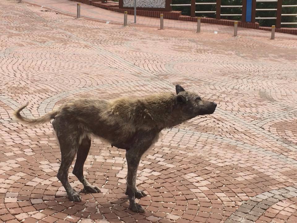 Başıboş Köpekler Tedirgin Ediyor