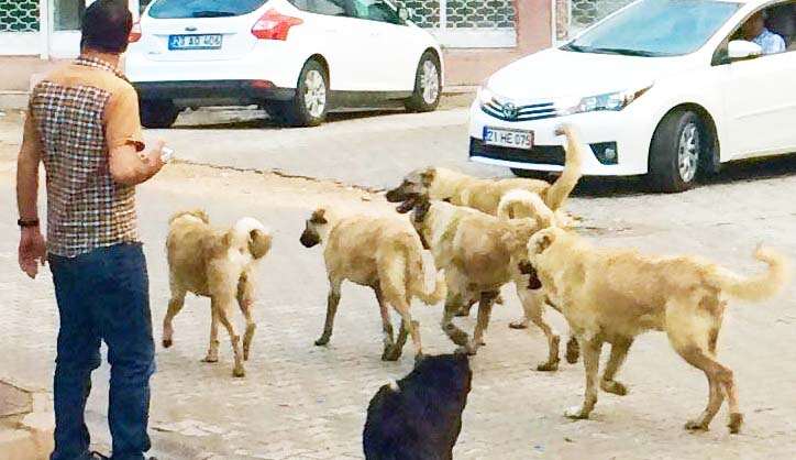 Başıboş köpekler korkutuyor