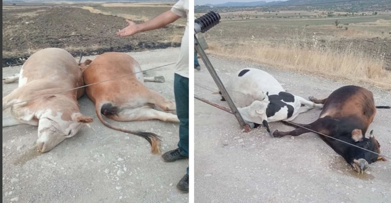 Lice’de elektrik akımına kapılan hayvanlar öldü