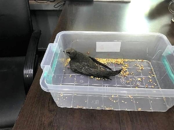 Polis memuru bulduğu yaralı ebabil kuşunu yetkililere teslim etti