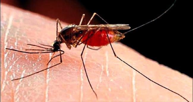 Ergani'de sivrisinek ve böcek tepkisi