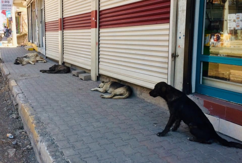 Sosyal mesafeyi korumada insanlardan daha başarılı olan köpekler