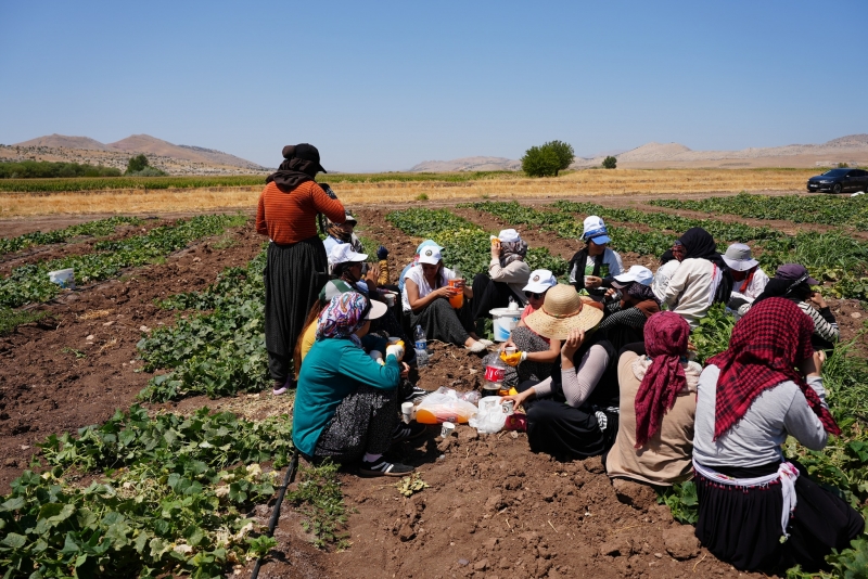 Tarlada Emek Veren Kadınlarla Dayanışma