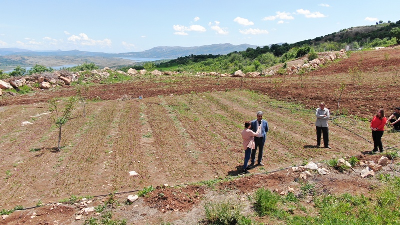 Ergani'de sahlep yetiştiriciliği projesi