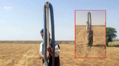 Erganili köylü arazisinde dev bir yılan yakaladı