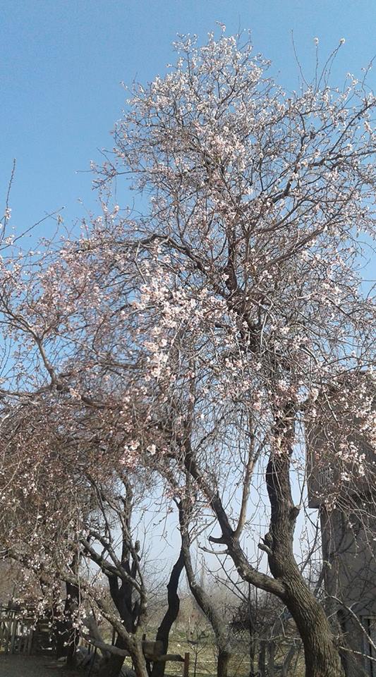 Ağaçlar çiçek açtı