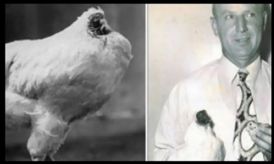 Başı kopan Tavuk 18 ay yaşadı: Başsız tavuk Mike