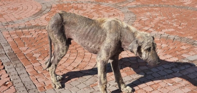 Başıboş Köpekler Tehlike Saçıyor