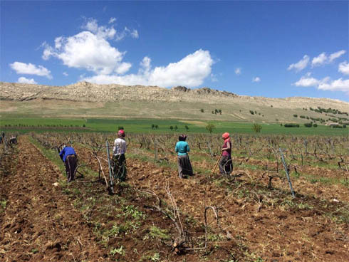Ergani 'de Bağ Belleme A‡alışması