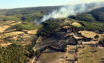 Bergama'da orman yangını