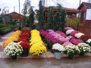 Diyarbakır'da sera ve çiçek bahçeleri kadınlara emanet