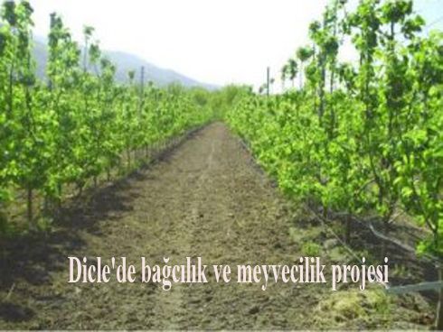 Dicle'de bağcılık ve meyvecilik projesi