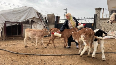 Diyarbakır’da bir günde 14 inek kayboldu: Bulana 100 bin lira ödül