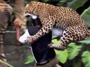 Diyarbakır'da leopar saldırısı