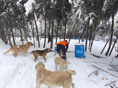 Ergani Belediyesi sokak hayvanlarını unutmadı