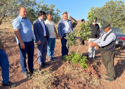 ERGANİ'DE 5 BİN AĞAÇ AŞILANIYOR 