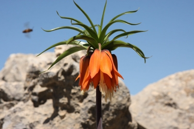 Ergani'de 'Ağlayan Gelin' Çiçek Açtı.  