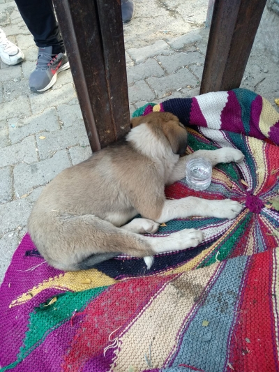 Ergani’de araba çarpan yavru köpek için öğretmenler seferber oldu