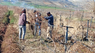 Ergani'de bağ budama dönemi başladı