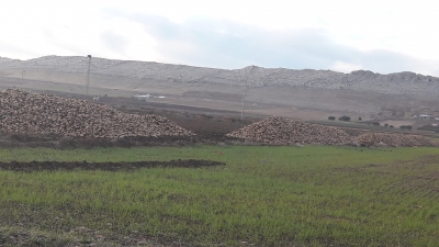 Ergani’de Binlerce ton pancar tarlada kaldı!