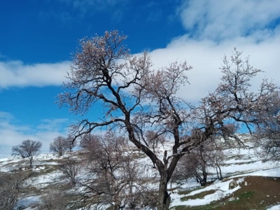 Ergani'de şubat ayında bademler çiçek açtı 