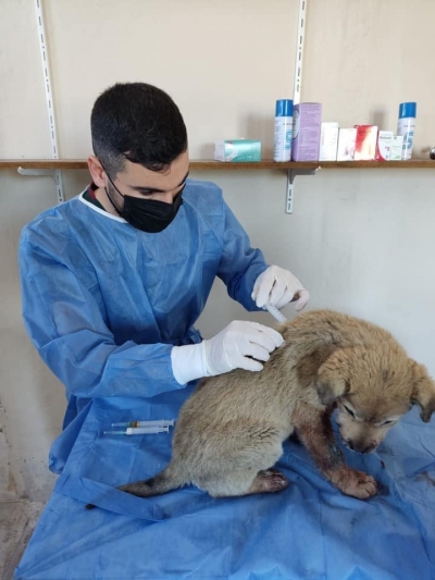 Ergani'de yaralanan sokak hayvanlarına belediyeden tedavi desteği