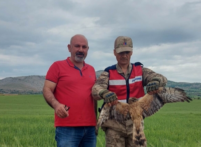 Ergani’de yaralı bulunan kızıl şahin tedaviye alındı