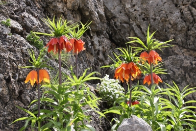 Ergani’ye renk veren çiçekler açtı: Koparmanın cezası 2 milyon lira!