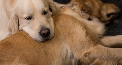 Golden cinsi köpeklerin duş lifi kavgası: Yorulup uyuyakaldı