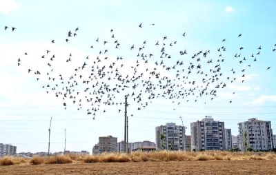 Güvercinler, hasadı yapılan tarlaları mesken tuttu