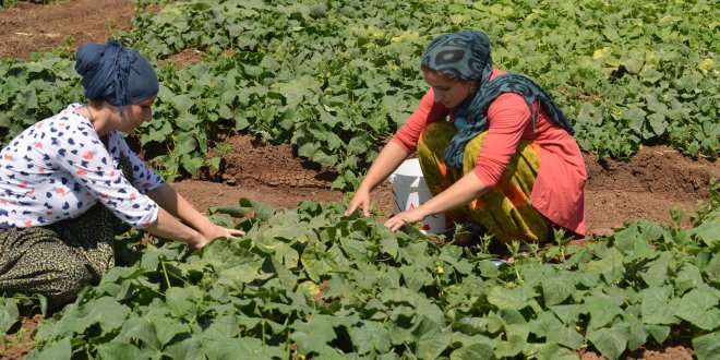 Diyarbakır'ın organik kent bostanında hasat vakti