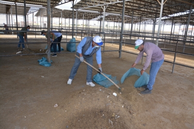 Hayvan Pazarı Pırıl Pırıl