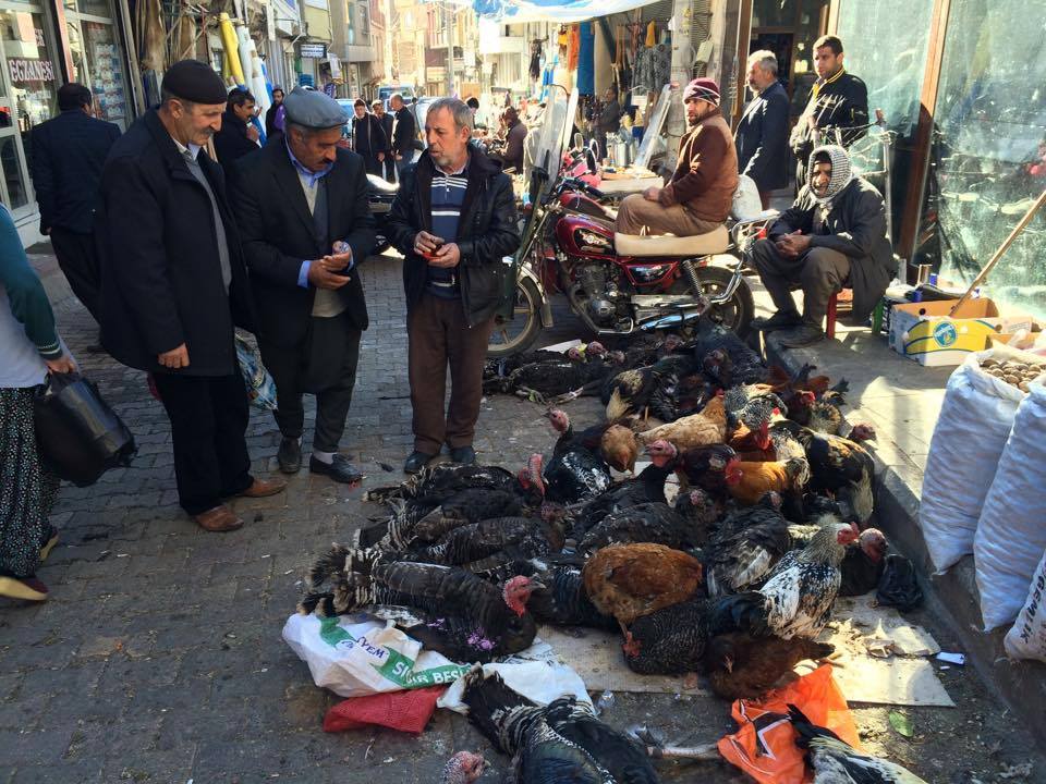 Ergani'de Yılbaşı hindileri satışta!